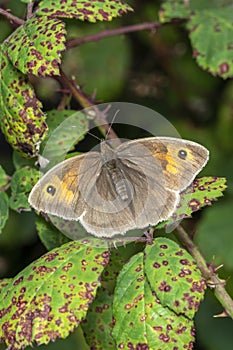 Meadow Brown Butterfly Maniola jurtina photo