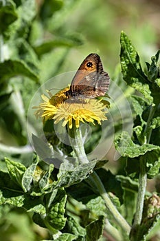 Meadow Brown Butterfly (Maniola jurtina photo