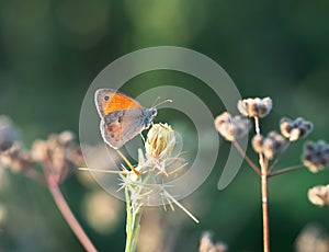 Meadow brown butterfly, Maniola jurtina, in natural habitat. Backlit by evening sun. photo