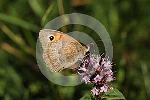 A Meadow Brown Butterfly, Maniola jurtina, nectaring on a Marjoram flower.