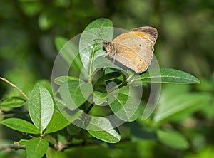 Meadow Brown Butterfly. Maniola jurtina. Profile. photo