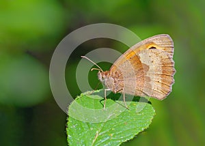 Meadow Brown butterfly - Maniola jurtina resting on a Bramble leaf. photo
