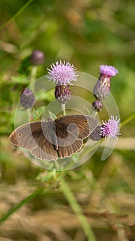 The Meadow brown butterfly (Maniola jurtina) sits on flower with open wings