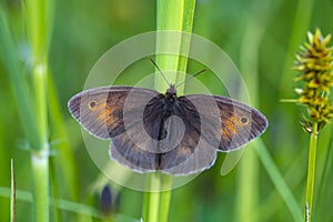 Meadow Brown Butterfly Maniola jurtina photo