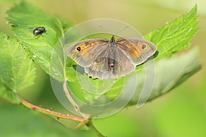 Meadow brown butterfly Maniola jurtina top view wings