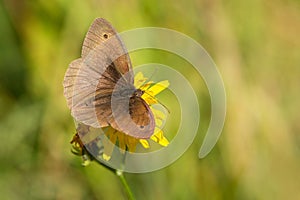 The meadow brown butterfly in a meadow