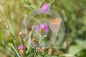 Meadow brown butterfly in meadow closeup