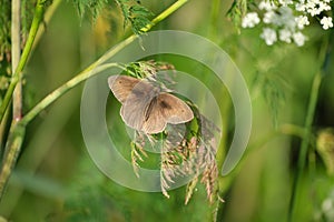 Meadow Brown butterfly on a plant close up