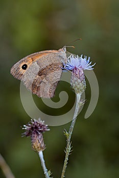 Meadow Brown Butterfly on a purple flower