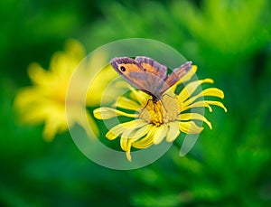 Meadow Brown Butterfly resting a bright yellow daisy type flower