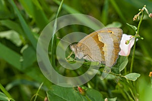 Meadow brown butterfly resting in shadows of summer herbs