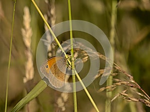 Meadow brown butterfly sitting on a grass halm