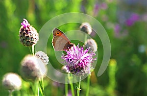 Meadow brown butterfly sitting on a knapweed blossom