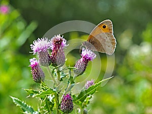 Meadow brown butterfly on a thistle flower