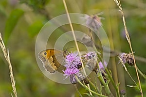 Meadow brown butterfly on a thistle flower