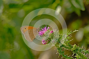 Meadow brown butterfly on a thistle flowers Maniola jurtina