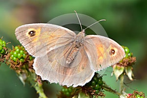 Meadow Brown - Maniola jurtina