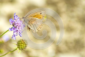 Meadow Brown, Maniola jurtina