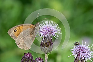 Meadow brown maniola jurtina butterfly
