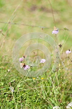 Meadow brown Maniola jurtina butterfly in meadow