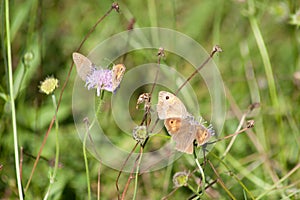 Meadow brown Maniola jurtina butterfly in meadow