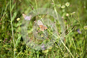 Meadow brown Maniola jurtina butterfly in meadow