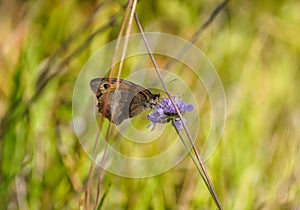Meadow brown, Maniola jurtina. Butterfly on a purple flower.