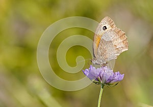 Meadow brown, Maniola jurtina. Butterfly on a purple flower.