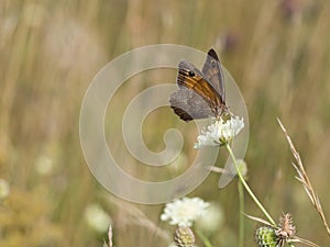 The meadow brown Maniola jurtina butterfly sitting on a flower