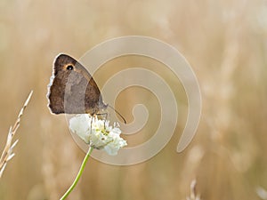 The meadow brown Maniola jurtina butterfly sitting on a flower