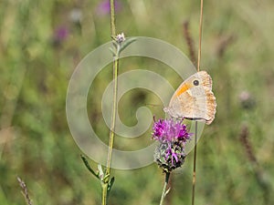 The meadow brown Maniola jurtina butterfly sitting on a flower