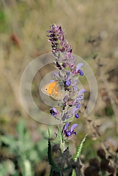 The meadow brown Maniola jurtina butterfly sitting purple sage flower, soft blurry grass background