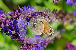 Meadow brown Maniola jurtina butterfly sucking nectar