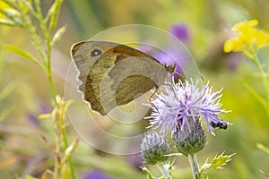 Meadow Brown, Maniola jurtina, feeding on Thistle flowers