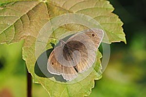 The meadow brown (Maniola jurtina) is one of the most common Butterflies