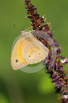 The meadow brown Maniola jurtina sitting on the flower. Yellow butterfly on a purple flower of a meadow plant