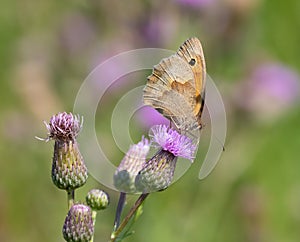 Meadow Brown, Maniola jurtina. On a sunny summer morning, a butterfly sits on a burdock flower