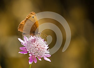 Meadow Brown on pink flower