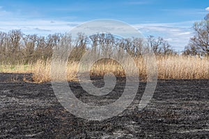 Meadow with burnt dry grass and black ash. Field with scorched reed grass.