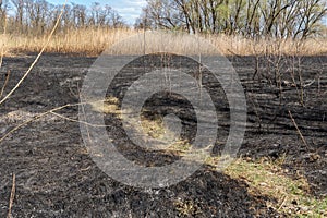 Meadow with burnt dry grass and black ash. Field with scorched reed grass.
