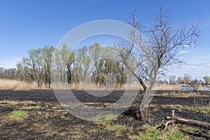 Meadow with burnt dry grass and black ash. Field with scorched reed grass.