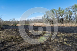 Meadow with burnt dry grass and black ash. Field with scorched reed grass.