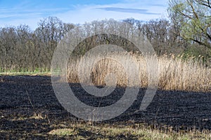 Meadow with burnt dry grass and black ash. Field with scorched reed grass.