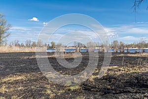 Meadow with burnt dry grass and black ash. Field with scorched reed grass.