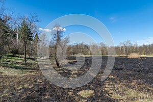 Meadow with burnt dry grass and black ash. Field with scorched reed grass.