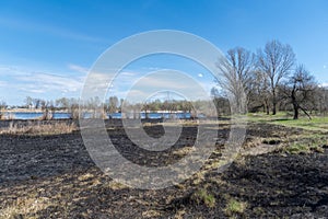 Meadow with burnt dry grass and black ash. Field with scorched reed grass.