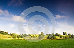 Meadow with bush under blue sky