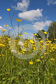 Meadow buttercup