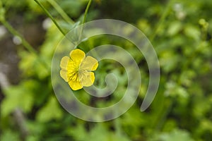 Meadow buttercup, night blindness, (Ranunculus ace L.)