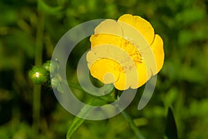 Meadow Buttercup - Ranunculus acris